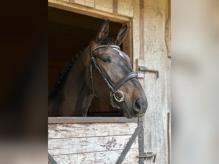 Inne konie gorącokrwiste Klacz 3 lat 169 cm Ciemnogniada in Saldus