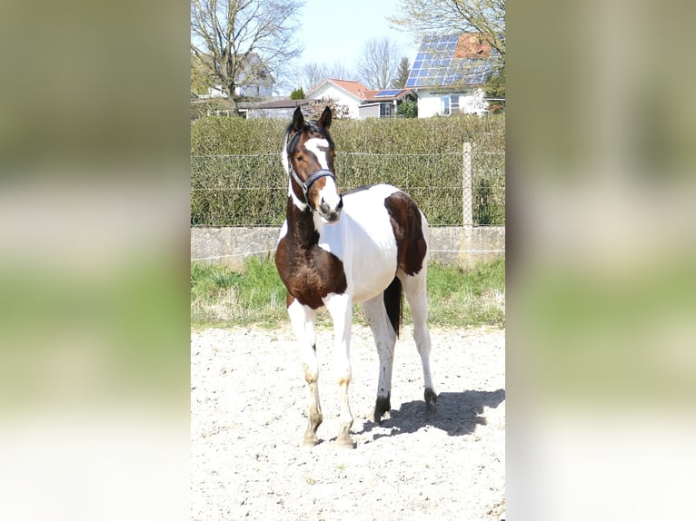 Inne konie gorącokrwiste Klacz 3 lat 170 cm Srokata in Borgentreich
