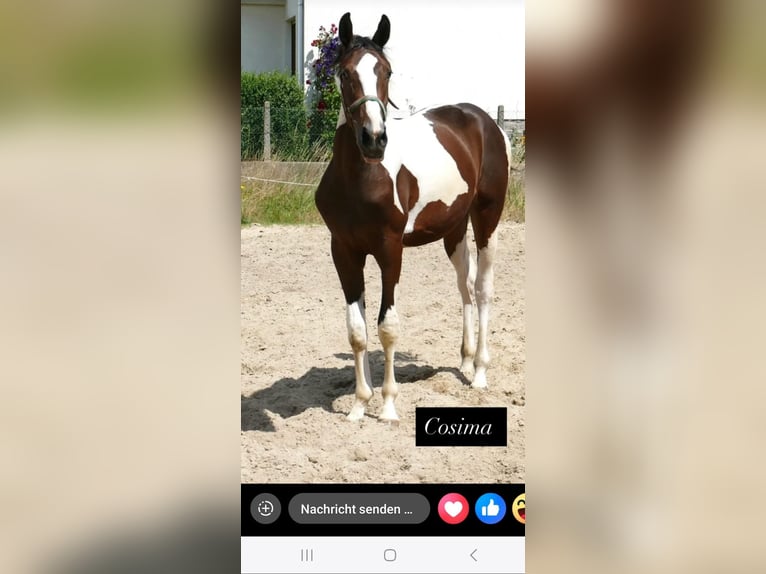 Inne konie gorącokrwiste Klacz 3 lat 170 cm Srokata in Lauterhofen