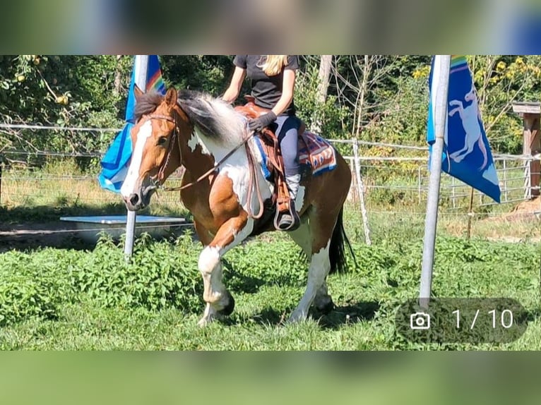 Inne konie gorącokrwiste Klacz 4 lat 148 cm Srokata in Kasendorf