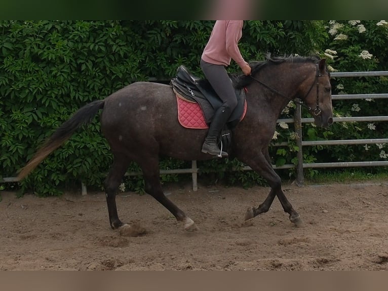 Inne konie gorącokrwiste Klacz 4 lat 155 cm Karosiwa in Rudersdorf