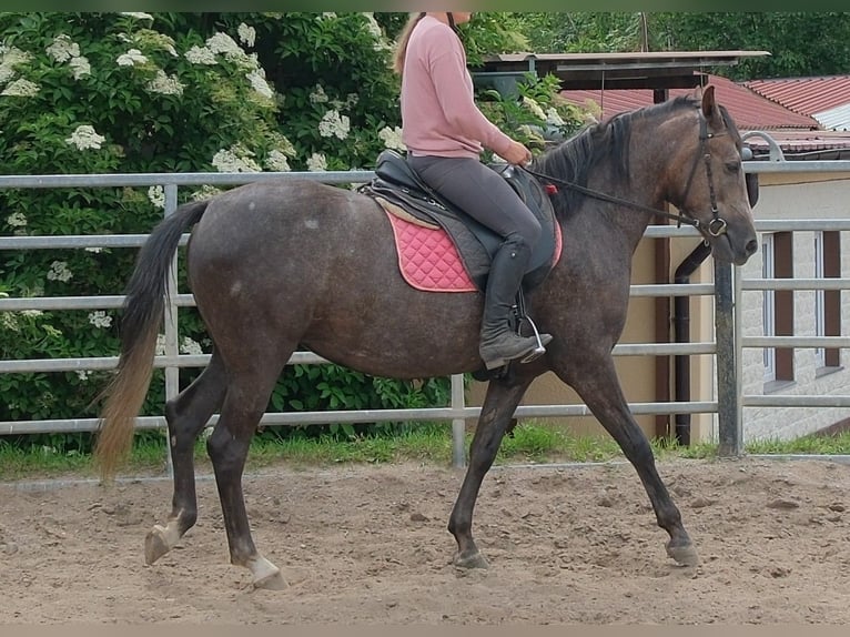 Inne konie gorącokrwiste Klacz 4 lat 155 cm Karosiwa in Rudersdorf