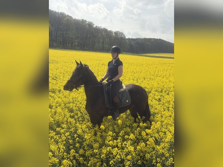 Inne konie gorącokrwiste Klacz 4 lat 158 cm Ciemnogniada in BROCKUM