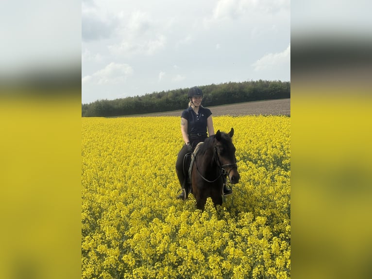 Inne konie gorącokrwiste Klacz 4 lat 158 cm Ciemnogniada in BROCKUM