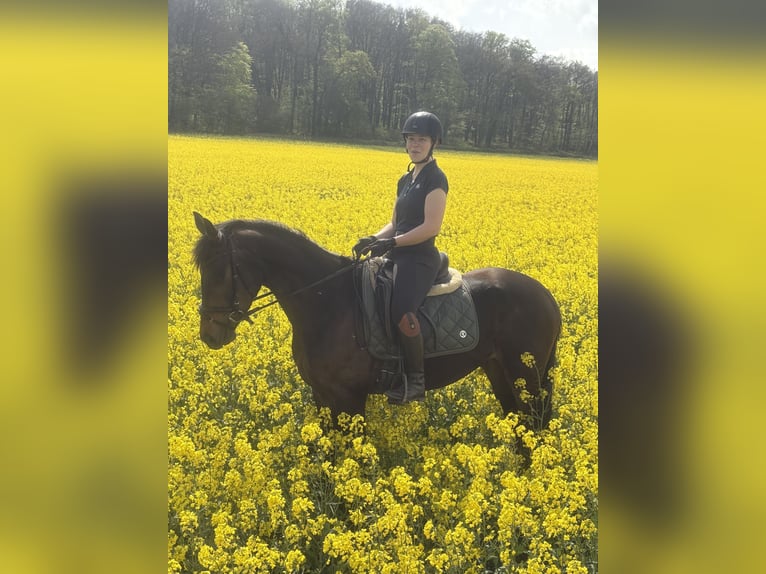 Inne konie gorącokrwiste Klacz 4 lat 158 cm Ciemnogniada in BROCKUM