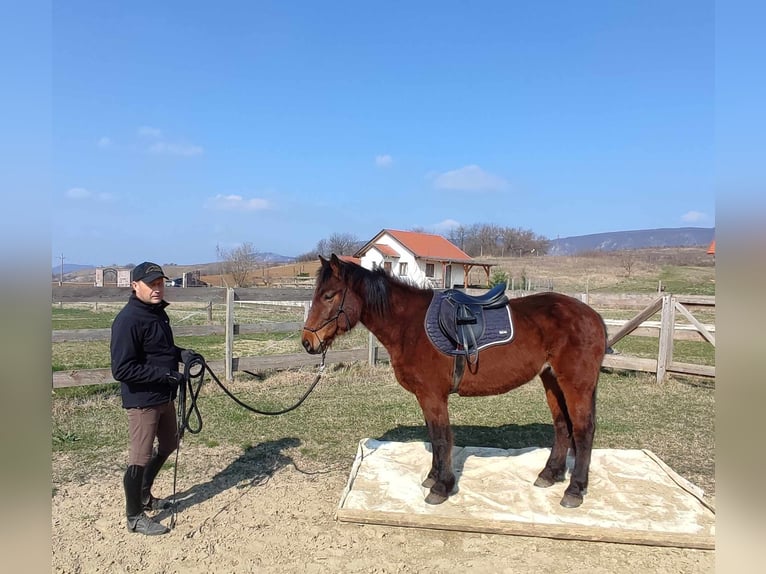 Inne konie gorącokrwiste Klacz 4 lat 160 cm Gniada in Piliscsév