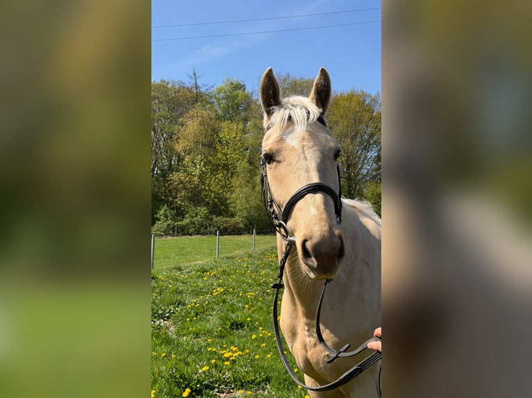 Inne konie gorącokrwiste Klacz 4 lat 162 cm Izabelowata in Lehe