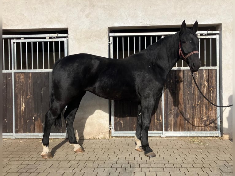 Inne konie gorącokrwiste Klacz 4 lat 162 cm Kara in H&#xFC;nstetten