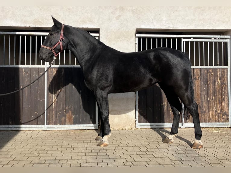 Inne konie gorącokrwiste Klacz 4 lat 162 cm Kara in H&#xFC;nstetten