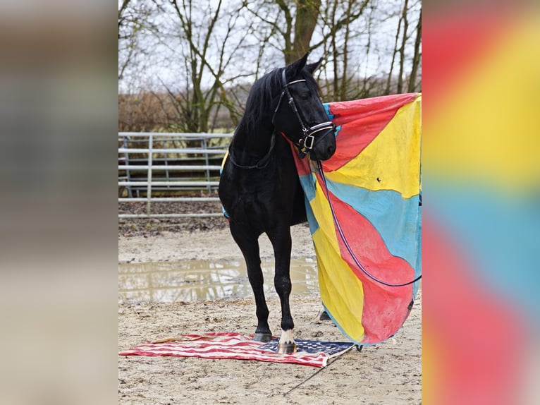 Inne konie gorącokrwiste Klacz 4 lat 162 cm Kara in H&#xFC;nstetten