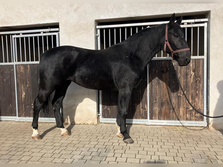 Inne konie gorącokrwiste Klacz 4 lat 162 cm Kara in H&#xFC;nstetten