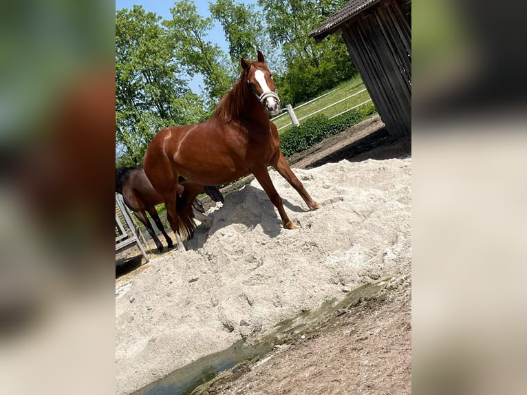 Inne konie gorącokrwiste Klacz 4 lat 163 cm Kasztanowata in Neuhaus am Inn