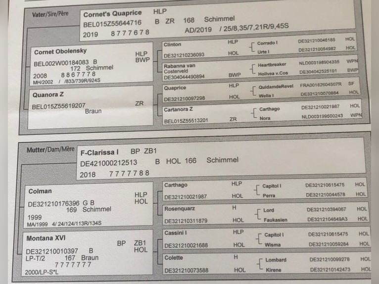 Inne konie gorącokrwiste Klacz 4 lat 164 cm Siwa in Erkelenz