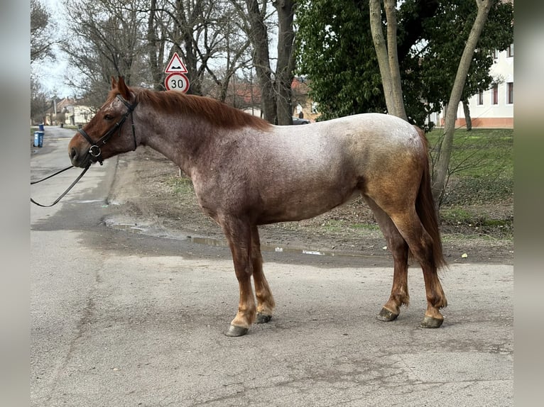 Inne konie gorącokrwiste Klacz 4 lat 165 cm Kasztanowatodereszowata in Békéscsaba