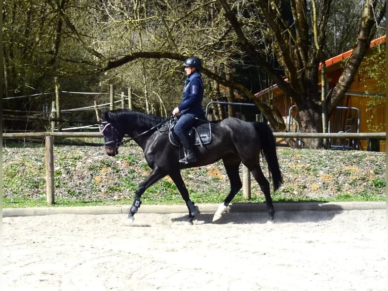 Inne konie gorącokrwiste Klacz 4 lat 165 cm Skarogniada in Wellheim