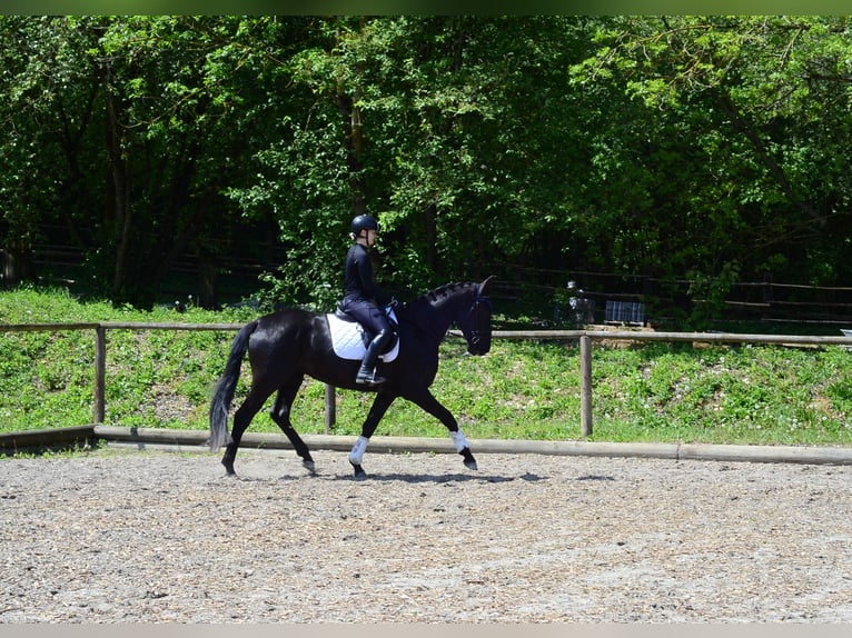Inne konie gorącokrwiste Klacz 4 lat 166 cm Kara in Wellheim