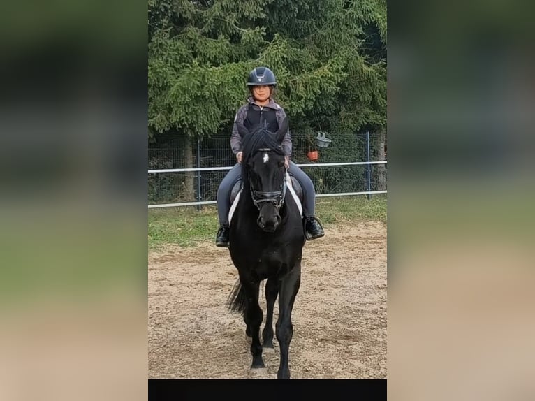 Inne konie gorącokrwiste Klacz 4 lat 167 cm Kara in Forst