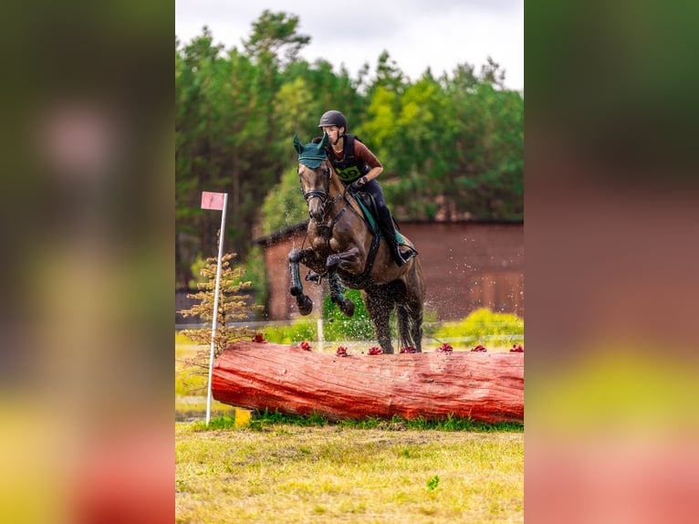 Inne konie gorącokrwiste Klacz 4 lat 167 cm Siwa in Międzyłęż