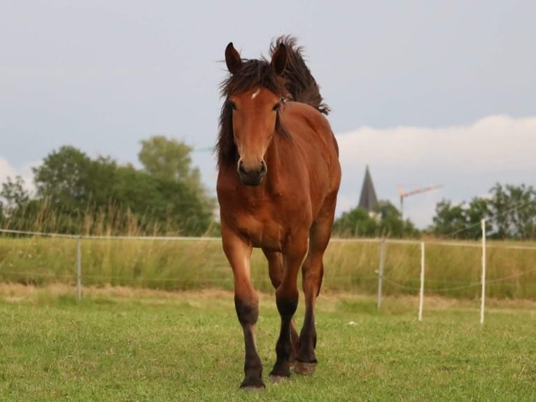 Inne konie gorącokrwiste Mix Klacz 4 lat 168 cm Gniada in Stadland (Norderschwei)