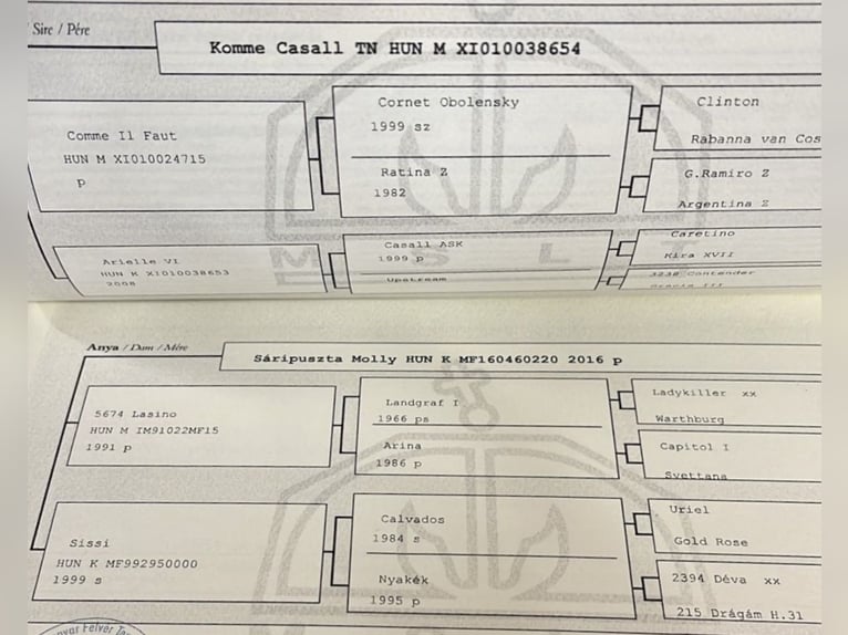 Inne konie gorącokrwiste Klacz 4 lat 170 cm Jasnogniada in Pelmberg