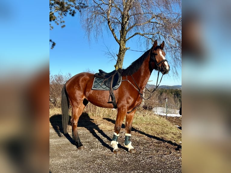 Inne konie gorącokrwiste Klacz 4 lat 170 cm Jasnogniada in Pelmberg