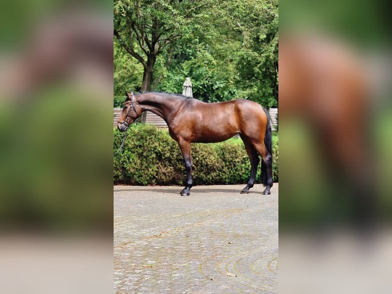 Inne konie gorącokrwiste Klacz 4 lat 172 cm Gniada in Warendorf