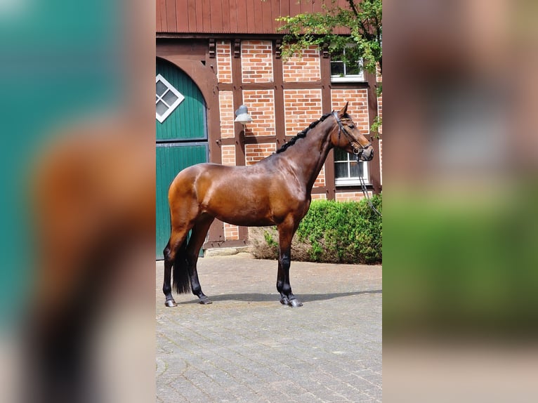Inne konie gorącokrwiste Klacz 4 lat 172 cm Gniada in Warendorf