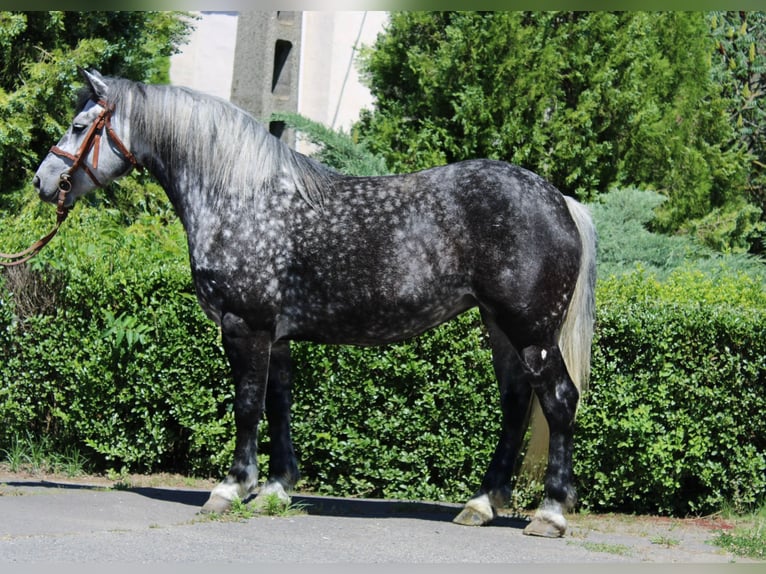 Inne konie gorącokrwiste Klacz 5 lat 150 cm Siwa jabłkowita in Békés
