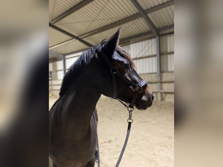 Inne konie gorącokrwiste Klacz 5 lat 152 cm Ciemnogniada in Holsthum