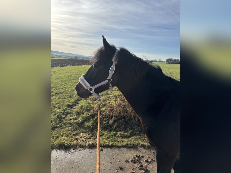 Inne konie gorącokrwiste Klacz 5 lat 152 cm Ciemnogniada in Holsthum