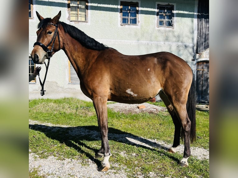 Inne konie gorącokrwiste Klacz 5 lat 155 cm Jasnogniada in Uttendorf