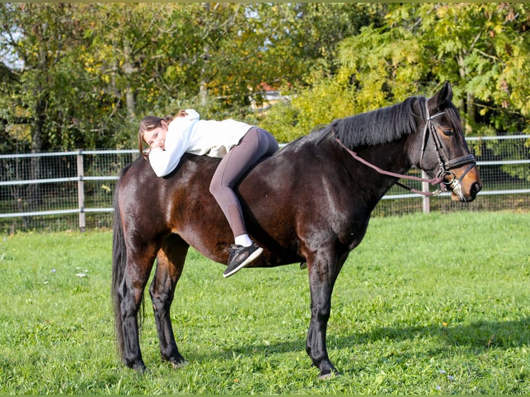 Inne konie gorącokrwiste Mix Klacz 5 lat 157 cm Gniada in Klingenbach / Klimpuh