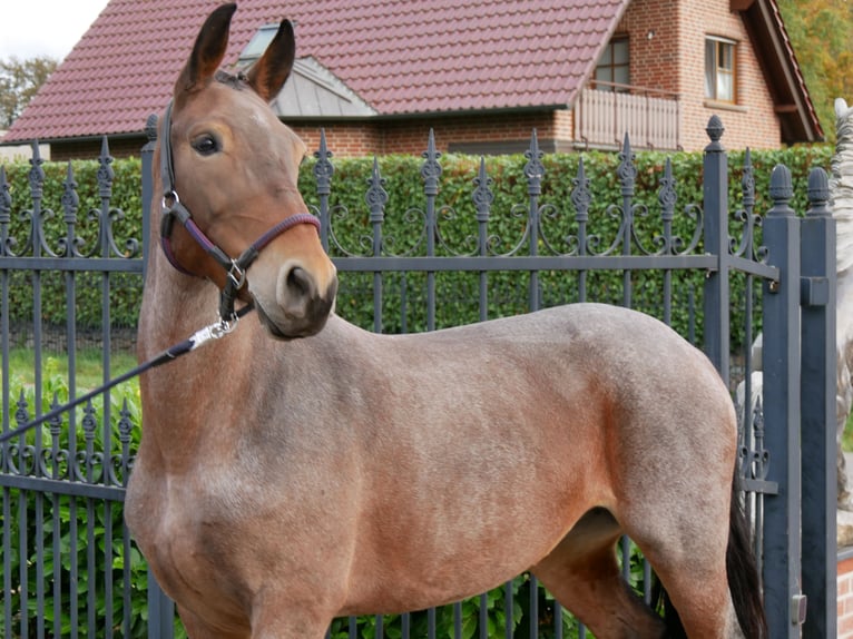 Inne konie gorącokrwiste Klacz 5 lat 157 cm in Dorsten