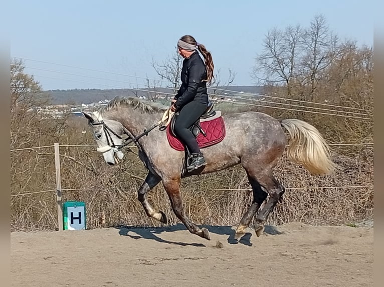 Inne konie gorącokrwiste Klacz 5 lat 160 cm Biała in Dietrichingen
