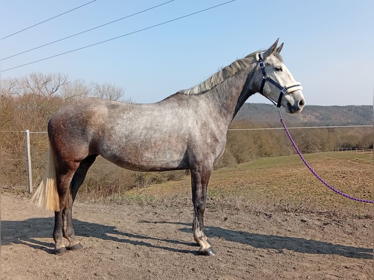 Inne konie gorącokrwiste Klacz 5 lat 160 cm Biała in Dietrichingen