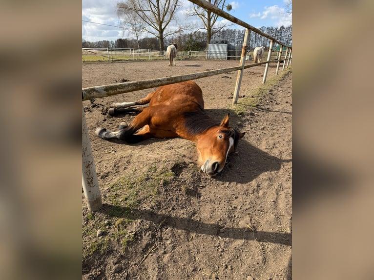 Inne konie gorącokrwiste Klacz 5 lat 160 cm Gniada in Rehfelde Werder