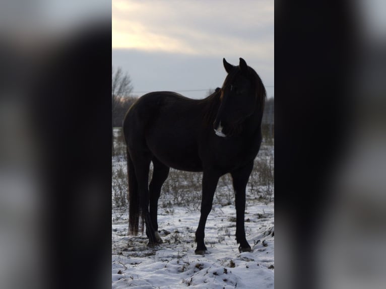 Inne konie gorącokrwiste Mix Klacz 5 lat 160 cm Skarogniada in Helvécia