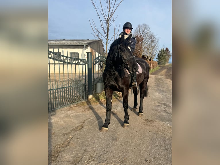 Inne konie gorącokrwiste Klacz 5 lat 164 cm Kara in Nettersheim