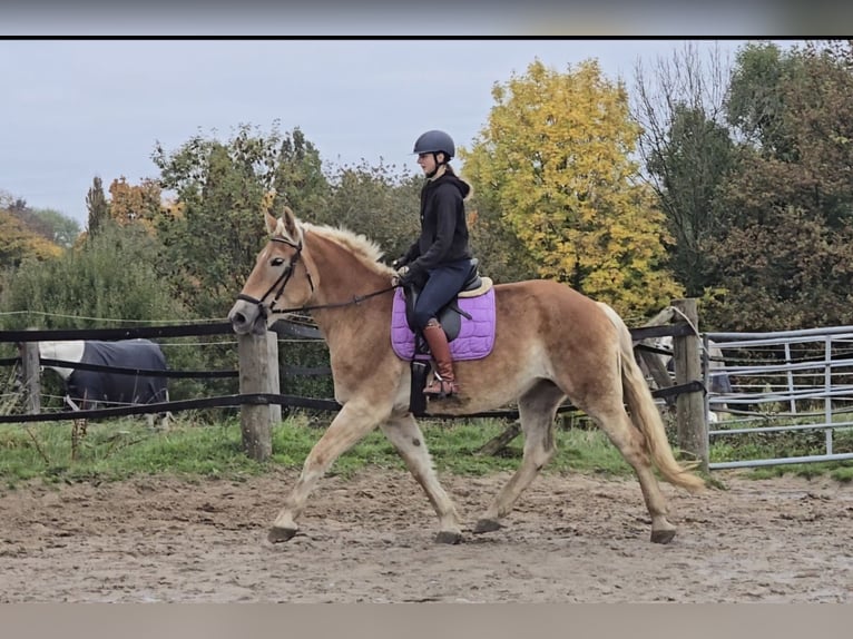 Inne konie gorącokrwiste Mix Klacz 5 lat 165 cm Kasztanowata in Mülheim an der Ruhr