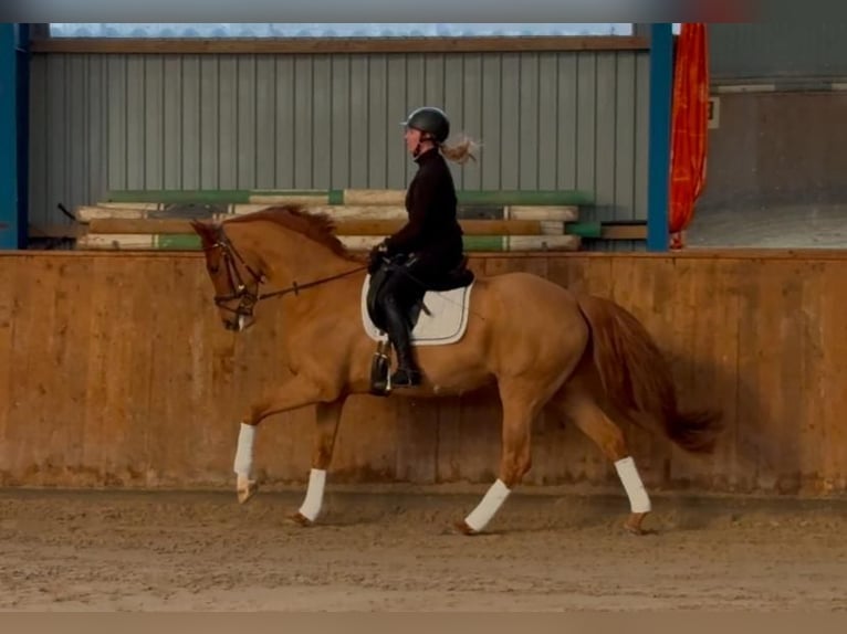 Inne konie gorącokrwiste Klacz 5 lat 165 cm Kasztanowata in Uetze