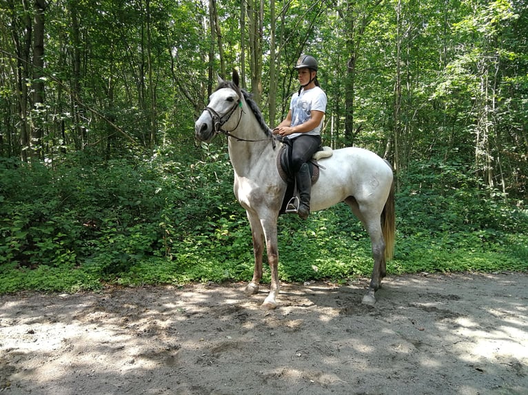 Inne konie gorącokrwiste Klacz 5 lat 165 cm Siwa in Euskirchen