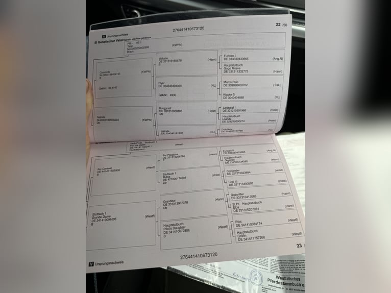 Inne konie gorącokrwiste Klacz 5 lat 167 cm Ciemnogniada in Aken