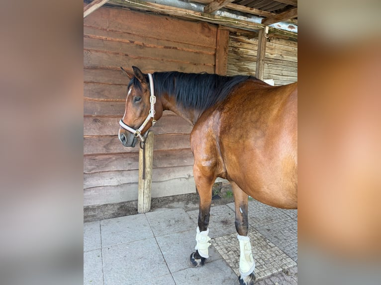 Inne konie gorącokrwiste Mix Klacz 5 lat 167 cm Gniada in Berlin