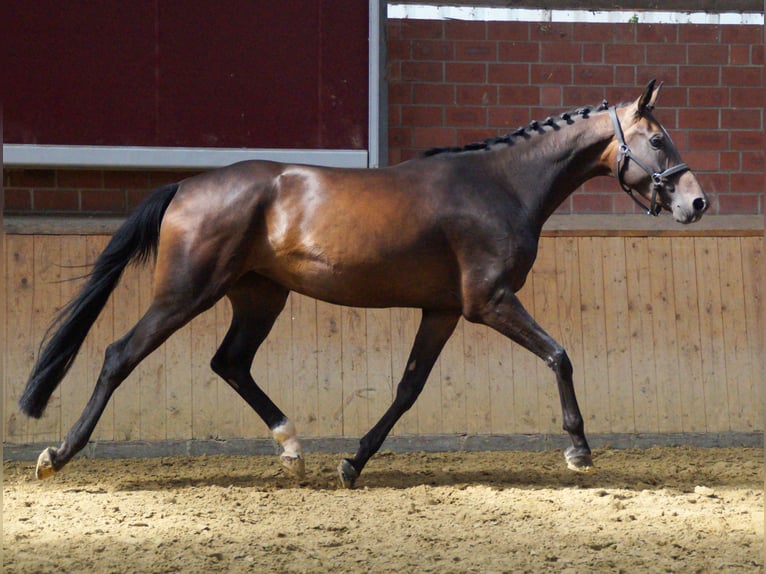 Inne konie gorącokrwiste Klacz 5 lat 168 cm in Dorsten