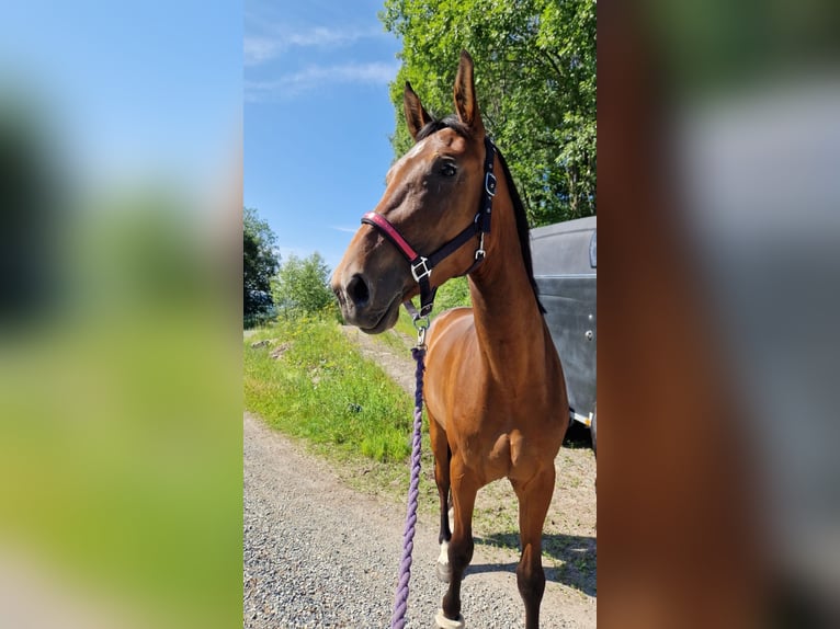 Inne konie gorącokrwiste Klacz 5 lat 175 cm Gniada in Sandnes