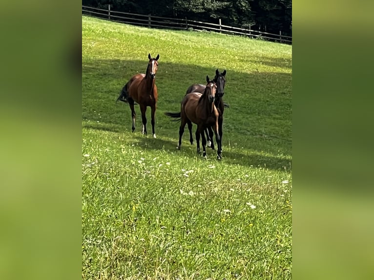 Inne konie gorącokrwiste Klacz 5 lat Gniada in Hetzmannsdorf