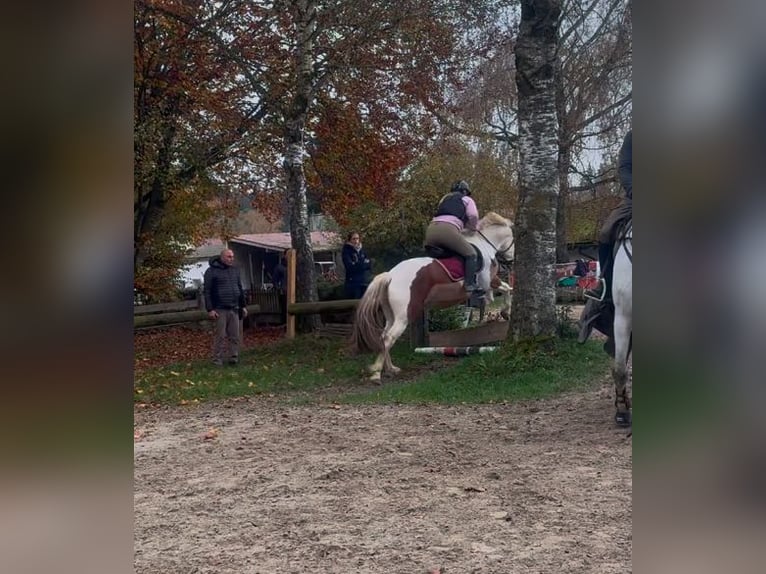 Inne konie gorącokrwiste Mix Klacz 6 lat 150 cm Srokata in Aichach