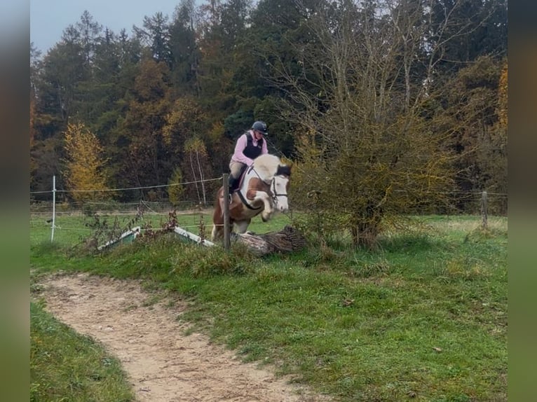 Inne konie gorącokrwiste Mix Klacz 6 lat 150 cm Srokata in Aichach