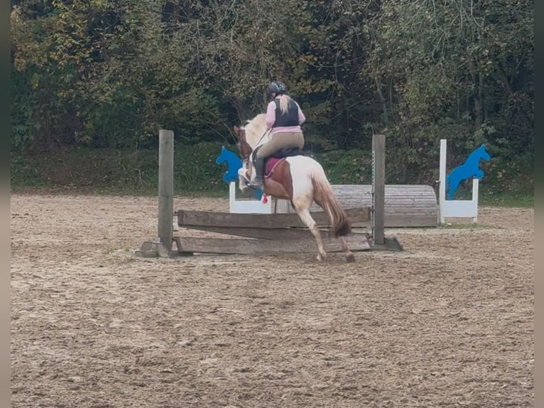 Inne konie gorącokrwiste Mix Klacz 6 lat 150 cm Srokata in Aichach