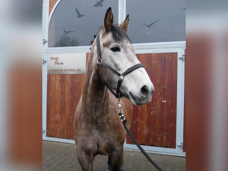 Inne konie gorącokrwiste Klacz 6 lat 155 cm Formy Brown Falb in Dorsten